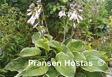 Hosta Christmas Tree